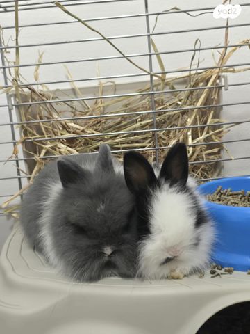 תמונת מודעה - חיות מחמד