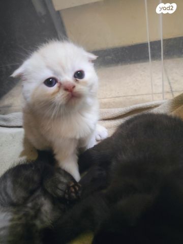 תמונת מודעה - חיות מחמד