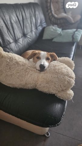 תמונת מודעה - חיות מחמד