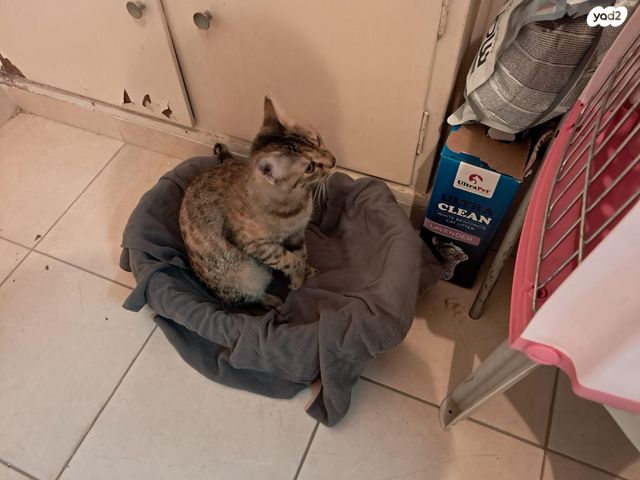 תמונת מודעה - חיות מחמד