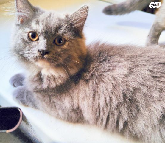 תמונת מודעה - חיות מחמד