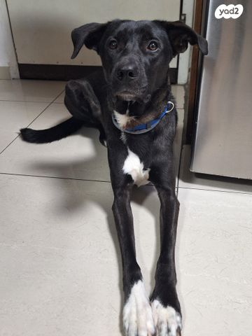 תמונת מודעה - חיות מחמד