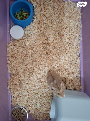 תמונת מודעה - חיות מחמד