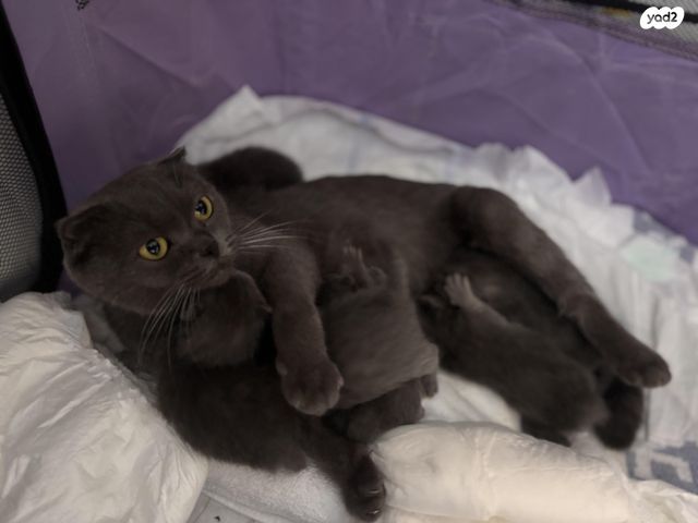 תמונת מודעה - חיות מחמד