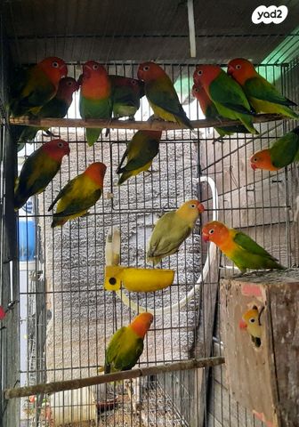 תמונת מודעה - חיות מחמד