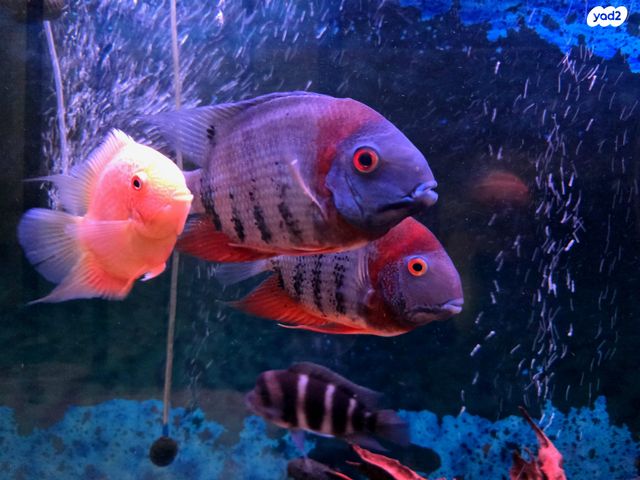 תמונת מודעה - חיות מחמד