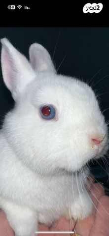 תמונת מודעה - חיות מחמד