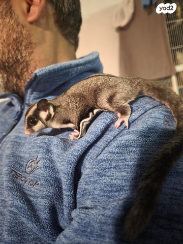 תמונת מודעה - חיות מחמד