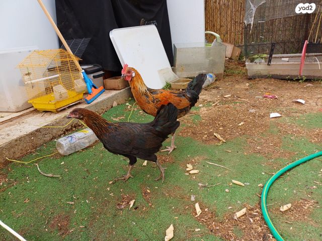 תמונת מודעה - חיות מחמד