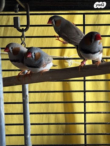 תמונת מודעה - חיות מחמד