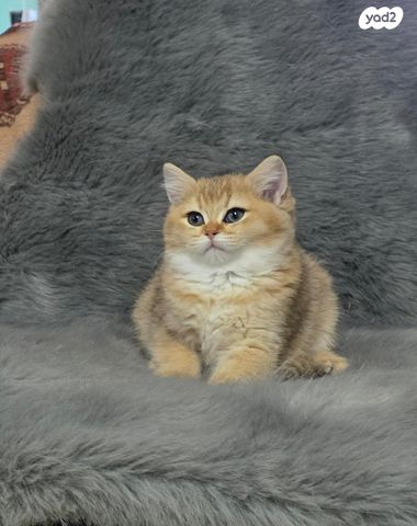 תמונת מודעה - חיות מחמד