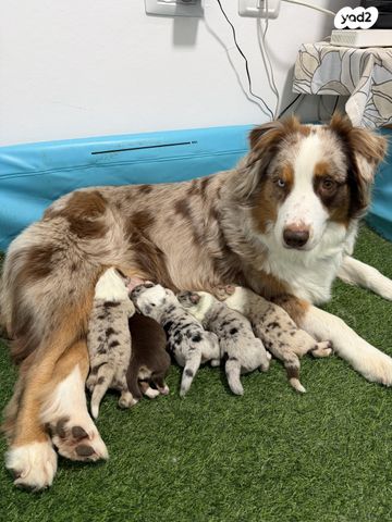 תמונת מודעה - חיות מחמד