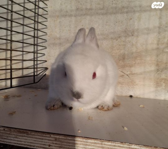 תמונת מודעה - חיות מחמד