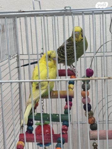 תמונת מודעה - חיות מחמד