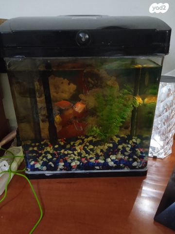 תמונת מודעה - חיות מחמד