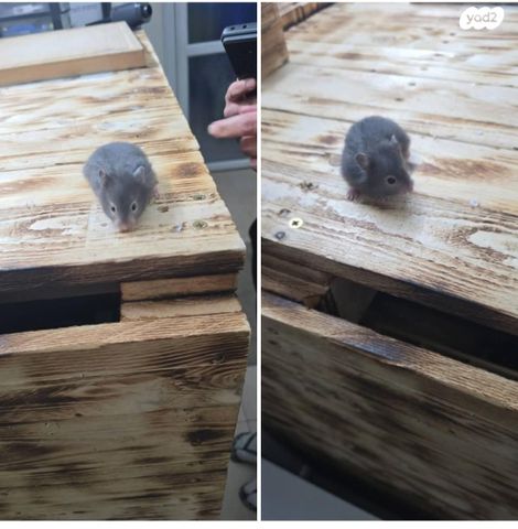 תמונת מודעה - חיות מחמד