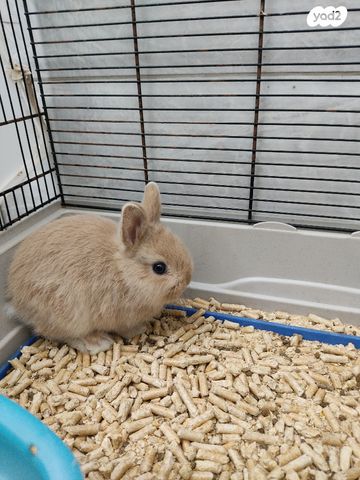 תמונת מודעה - חיות מחמד