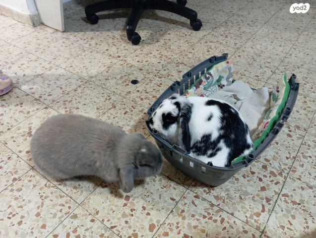 תמונת מודעה - חיות מחמד