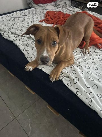 תמונת מודעה - חיות מחמד