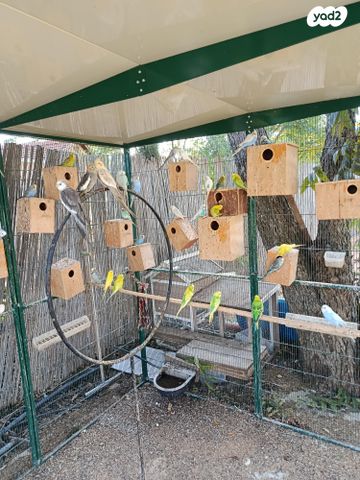 תמונת מודעה - חיות מחמד