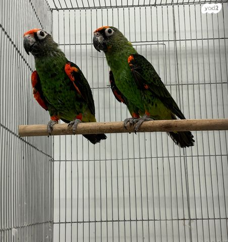 תמונת מודעה - חיות מחמד