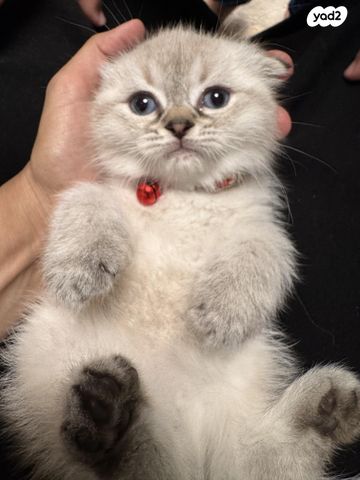 תמונת מודעה - חיות מחמד