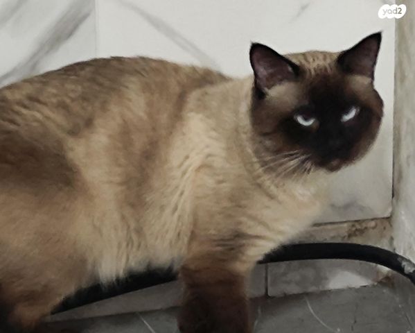 תמונת מודעה - חיות מחמד