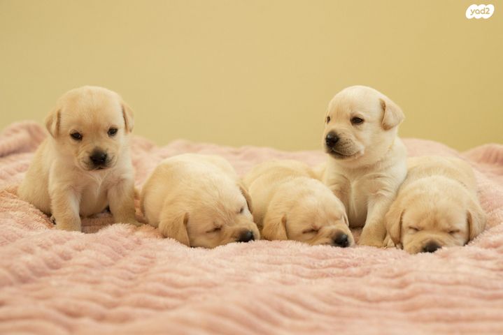 תמונת מודעה - חיות מחמד