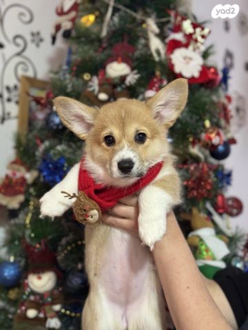 תמונת מודעה - חיות מחמד