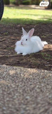 תמונת מודעה - חיות מחמד