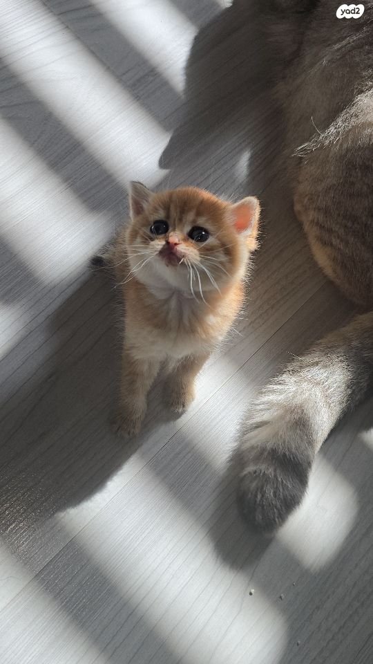 תמונת מודעה - חיות מחמד