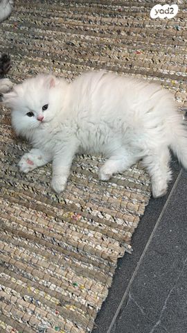 תמונת מודעה - חיות מחמד