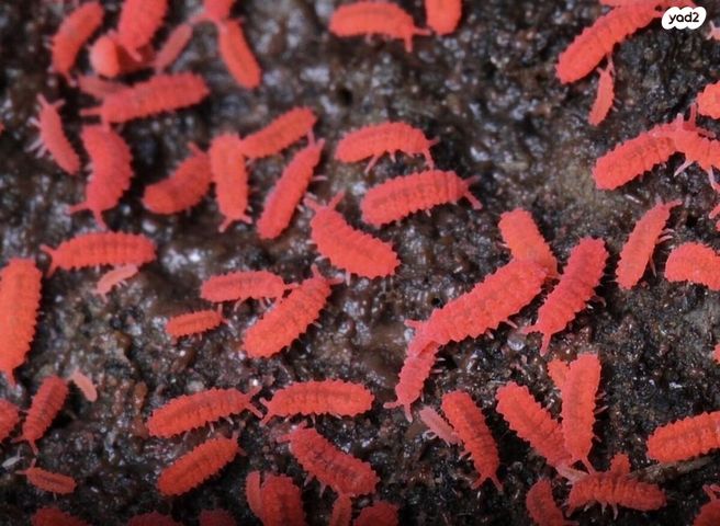 תמונת מודעה - חיות מחמד