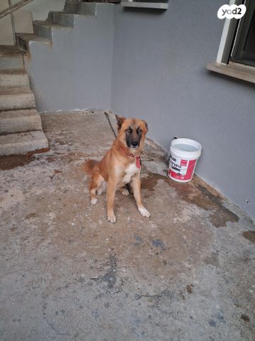 תמונת מודעה - חיות מחמד