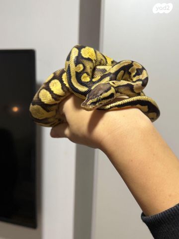 תמונת מודעה - חיות מחמד