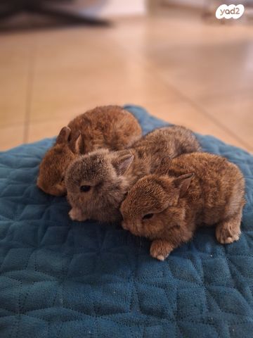 תמונת מודעה - חיות מחמד