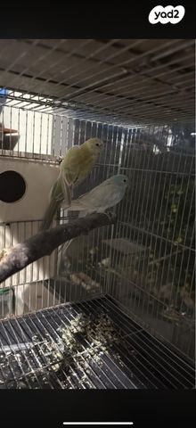 תמונת מודעה - חיות מחמד