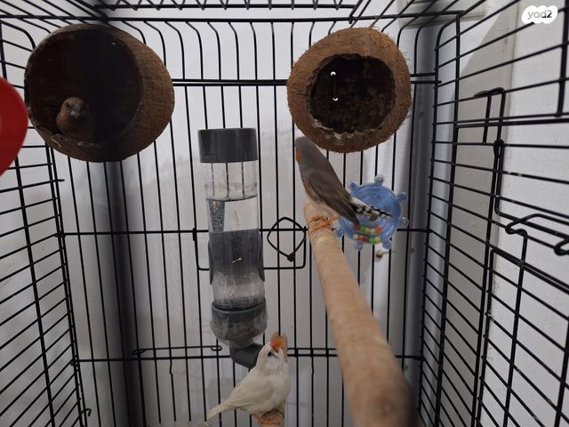 תמונת מודעה - חיות מחמד