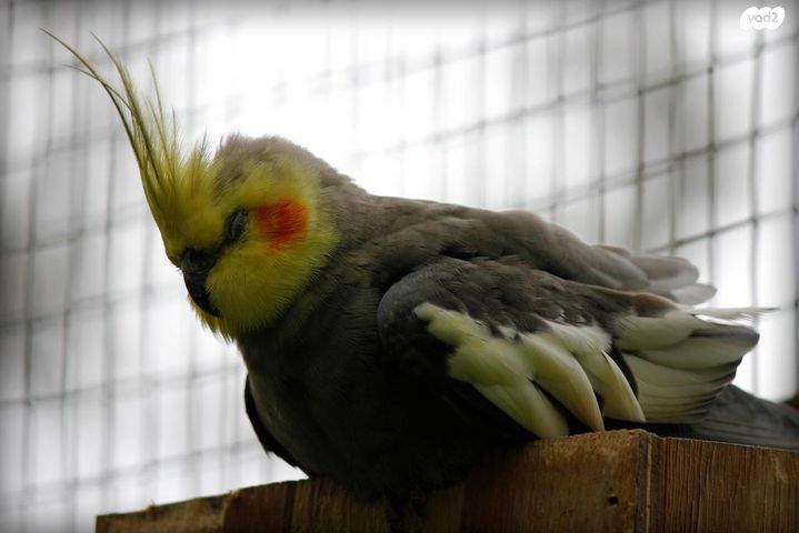 תמונת מודעה - חיות מחמד