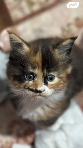 תמונת מודעה - חיות מחמד