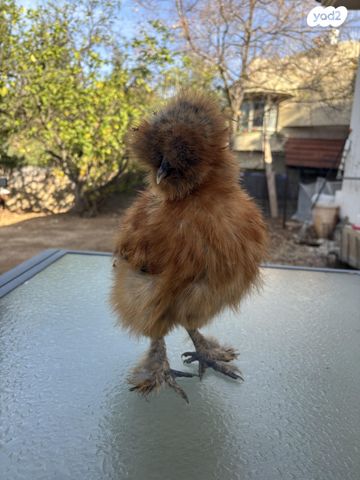 תמונת מודעה - חיות מחמד