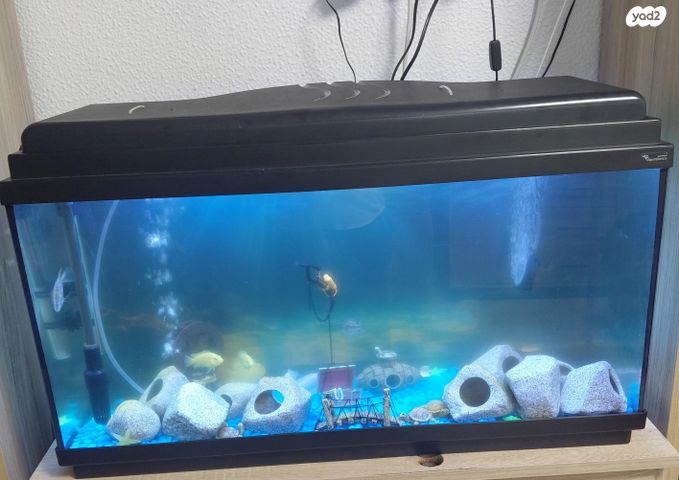 תמונת מודעה - חיות מחמד