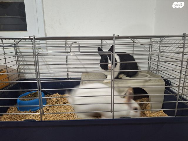 תמונת מודעה - חיות מחמד