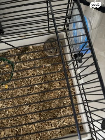 תמונת מודעה - חיות מחמד