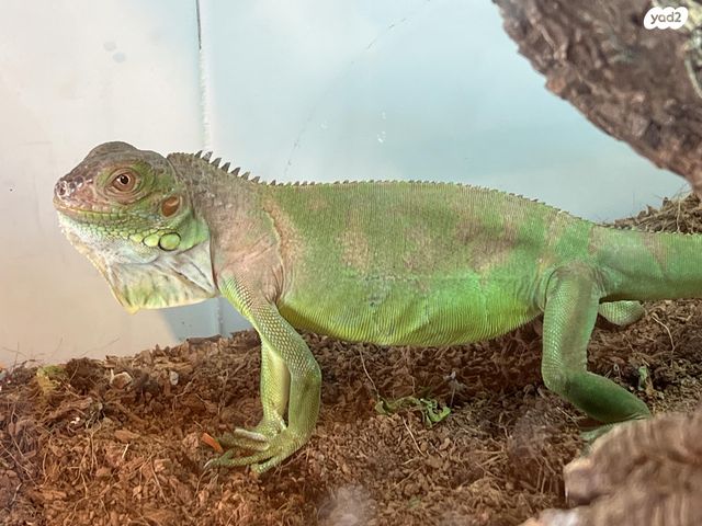 תמונת מודעה - חיות מחמד