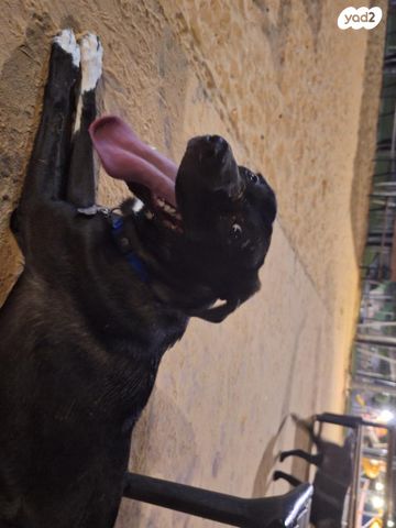 תמונת מודעה - חיות מחמד