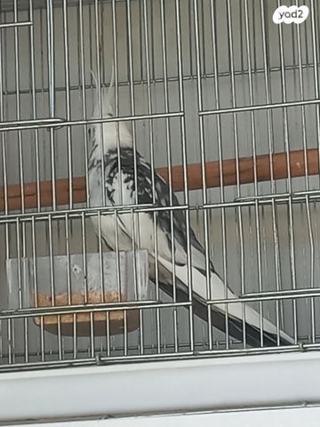 תמונת מודעה - חיות מחמד