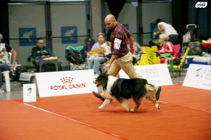 כלב רועים אוסטרלי