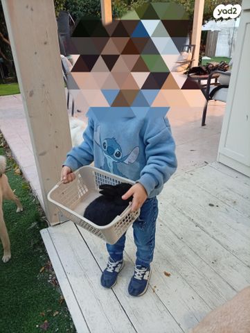 מכרסם ארנב \ שפן