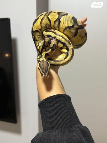 זוחל פיתון מתכדר